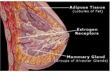 human female breast